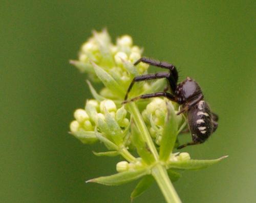 Synema globosum