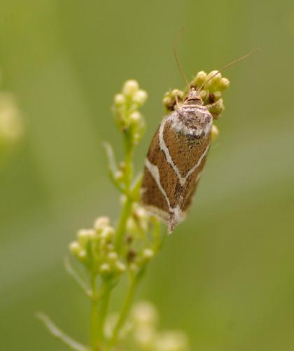Deltote bankiana