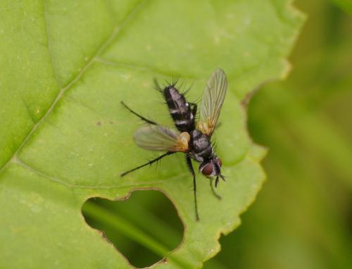 Réf. 33 701 : Phyllomya volvulus