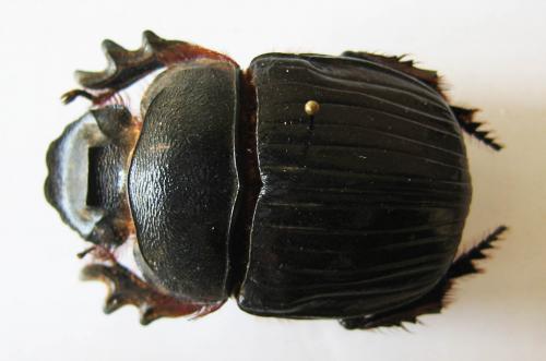 Réf. 33 329 : Heliocopris sp.