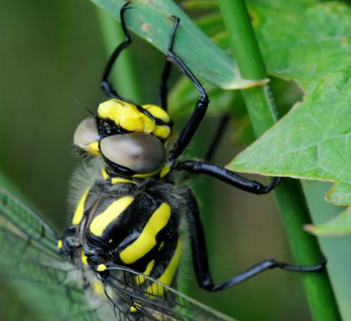 Cordulegaster boltonii