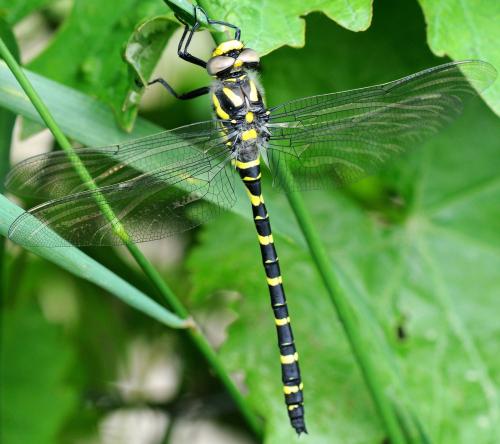 Cordulegaster boltonii