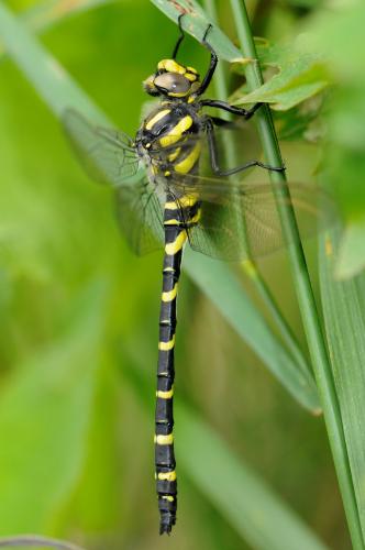 Cordulegaster boltonii