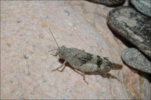 Réf. 33 813 : Oedipoda sp.