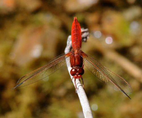 Crocothemis erythraea