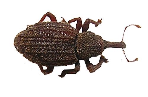 Aparopion chevrolati