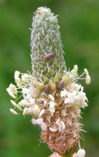 Réf. 33 767 : Mecinus sp.