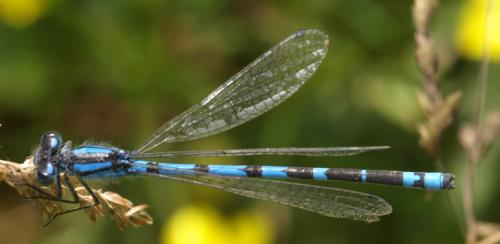 Enallagma cyathigerum
