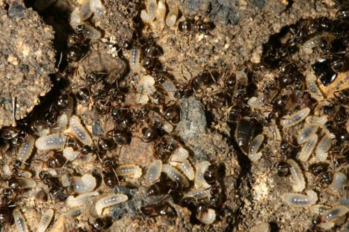 Lasius sp.