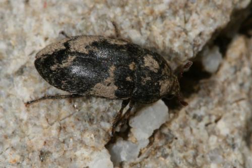 Dermestes sp.