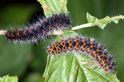Saturnia pavonia
