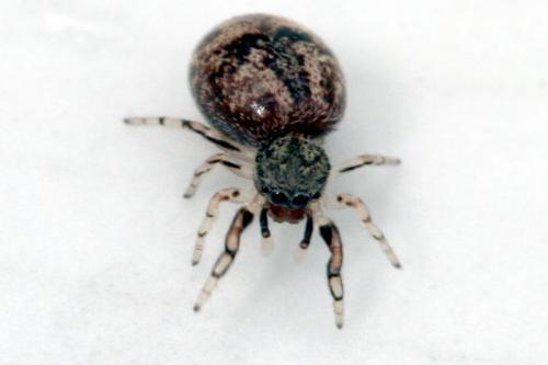 Ballus sp.