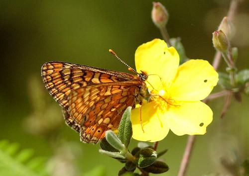 Réf. 33 318 : Euphydryas aurinia