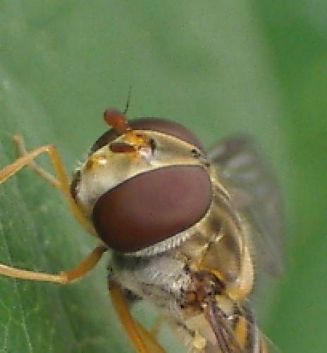 Episyrphus balteatus
