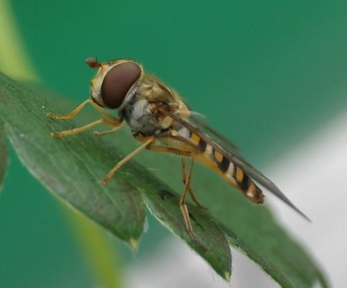 Réf. 33 601 : Episyrphus balteatus