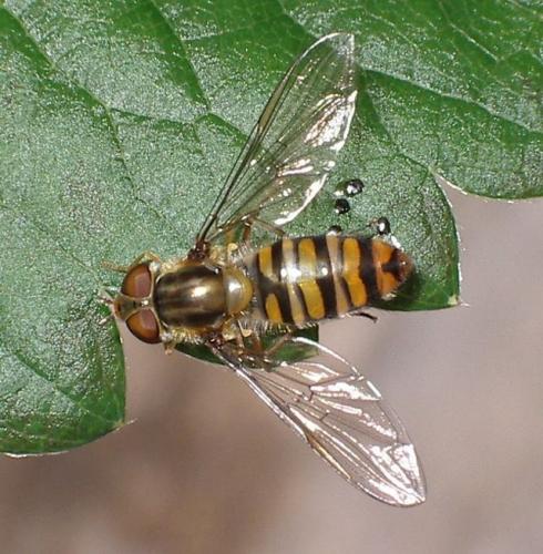Episyrphus balteatus