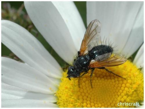 Zophomyia temula