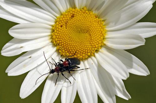 Réf. 33 623 : Dinoptera collaris