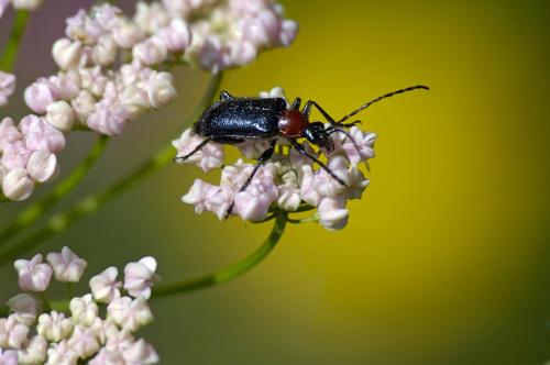 Réf. 33 624 : Dinoptera collaris