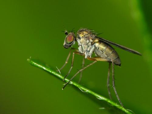 Réf. 33 126 : Sympycnus desoutteri
