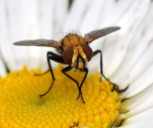 Eliozeta pellucens