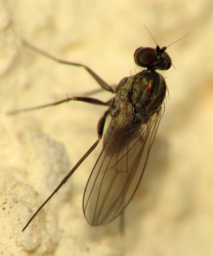 Medetera sp.