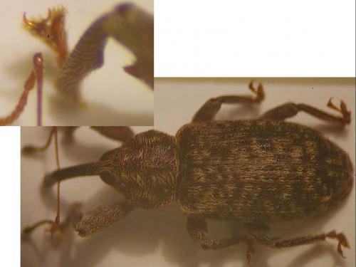 Réf. 33 022 : Dorytomus sp.