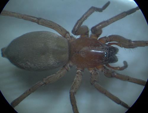 Réf. 33 326 : Drassodes sp.