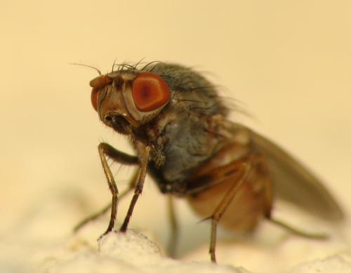 Réf. 33 901 : Minettia sp.