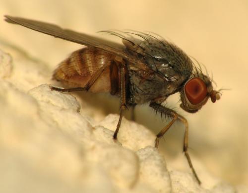 Réf. 33 902 : Minettia sp.