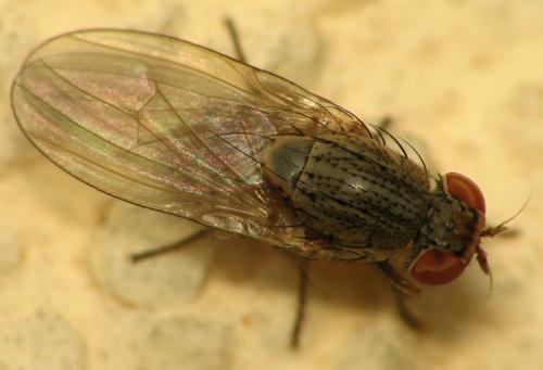 Réf. 33 903 : Minettia sp.