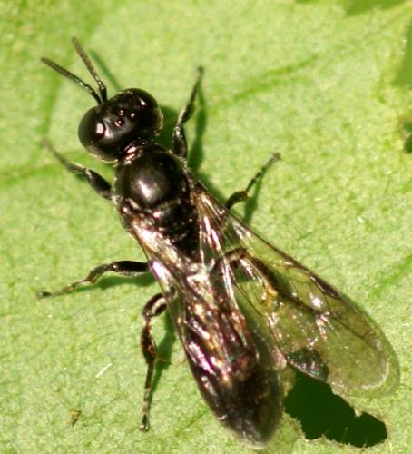 Réf. 33 721 : Crossocerus sp.