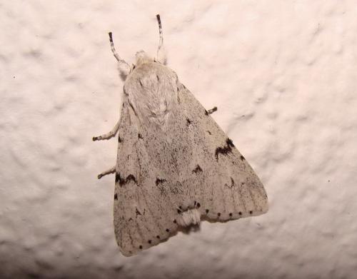 Acronicta leporina