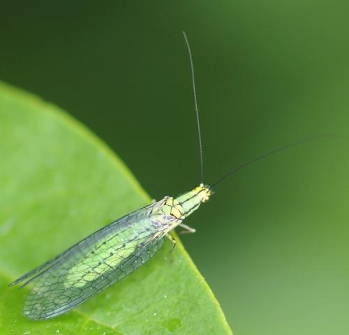 Hypochrysa elegans