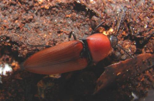 Elater ferrugineus