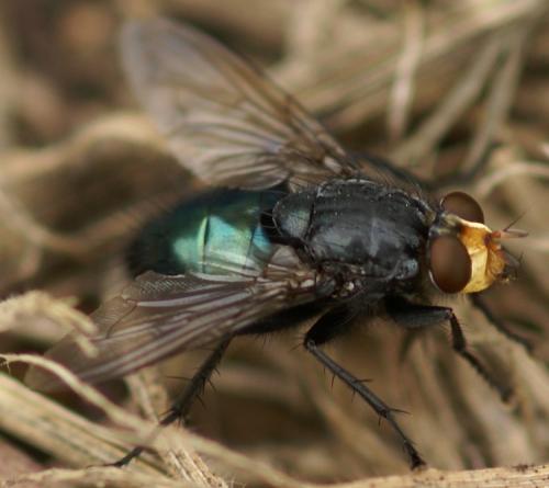 Cynomya mortuorum