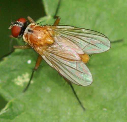 Réf. 33 503 : Achanthiptera rohrelliformis