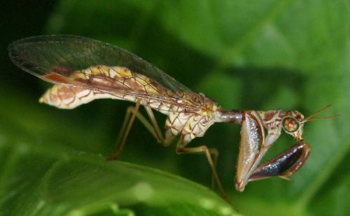 Réf. 33 614 : Mantispa styriaca