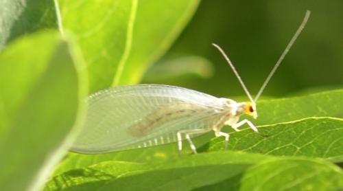 Nothochrysa fulviceps
