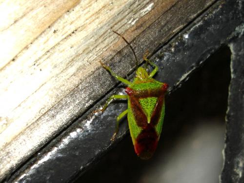 Acanthosoma haemorrhoidale haemorrhoidale