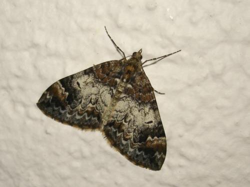 Réf. 33 071 : Dysstroma truncata