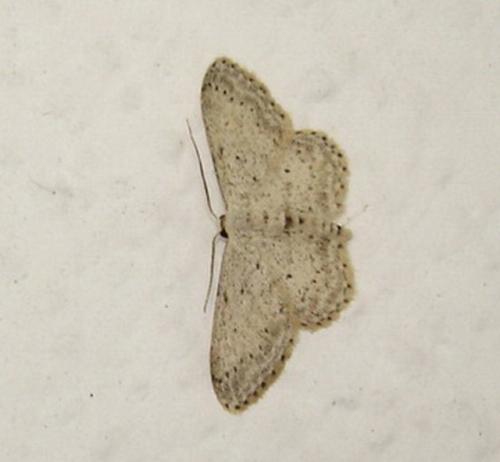 Idaea seriata