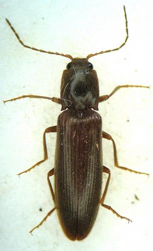 Réf. 33 413 : Athous sp.
