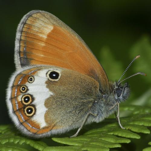 Réf. 33 250 : Coenonympha arcania