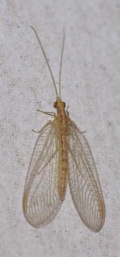 Chrysoperla sp.