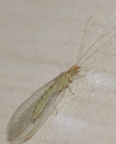 Réf. 33 447 : Chrysoperla sp.
