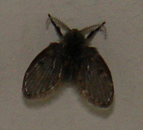 Clogmia albipunctata