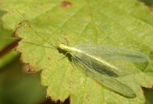 Chrysoperla sp.