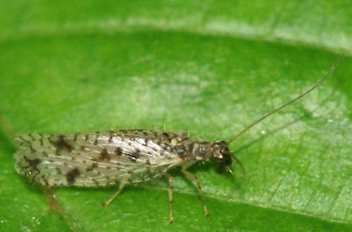 Micromus variegatus
