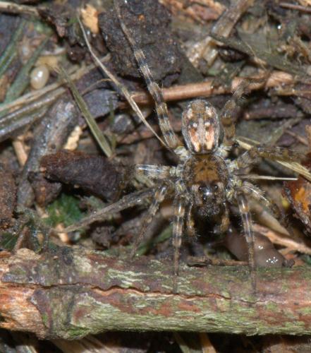 Arctosa perita
